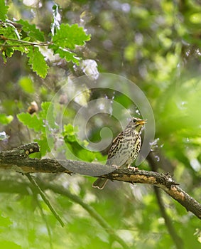 Singing Song Thrush