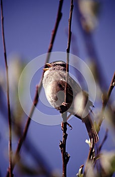 Singing sparrow