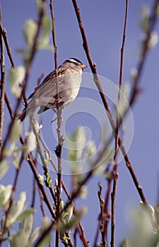 Singing sparrow