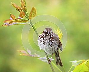 Singing sparrow on a branch