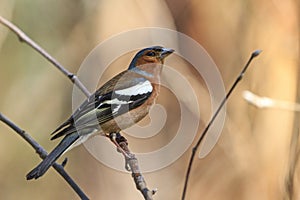 Singing spring bird sitting on a branch