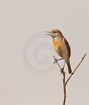 A singing Stonechat