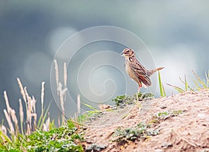 Singing thrush bird sing a song for me