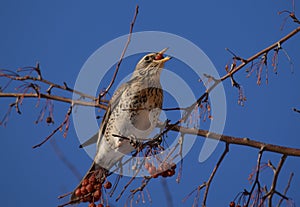 Singing thrush fieldfare bird on a tree branch