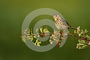 Singing Tree Pipit Anthus trivialis