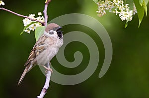 Singing Tree sparrow bird on a branch