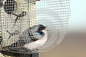 Singing tree swallow