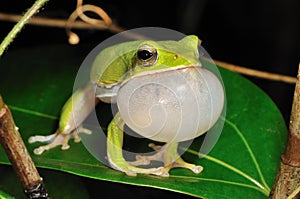 Singing Treefrog