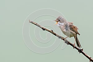 Singing whitethroat