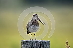 Singing Wilson\'s Snipe bird sits perched on a post