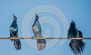 Singing on a Wire