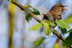 Singing wren troglodytes perched on a branch