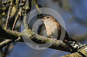 A singing Wren, Troglodytes troglodytes, perched on a branch high in a tree.