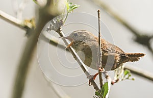 A pretty singing Wren, Troglodytes troglodytes, perched on a branch in a tree.