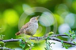 A singing Wren (Troglodytes troglodytes) with it's eyes closed, taken in Twickenham, UK