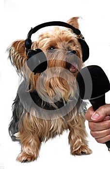 Singing yorkshire terrier