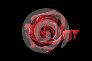 A single, abstract rose in shades of red on black