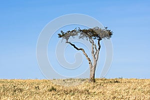 Single Acacia tree against a blue sky, Masaai Mara National Reserve, Kenya