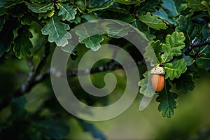 Single Acorn hanging from a tree