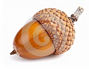 Single Acorn On White Background
