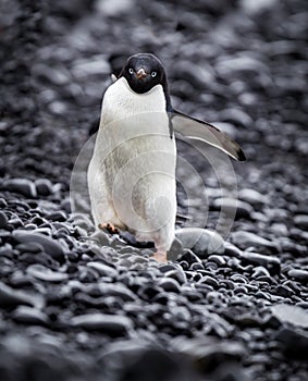 Single adelie penguin in Antarctica