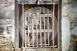 Single adult bengal tiger walks in cage behind white lattice in zoo