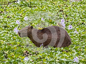 Single Adult Capybara