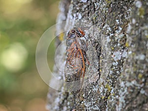 Single adult cicada latin name: Tibicina haematodes