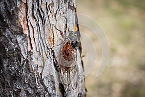 Single of adult cicada Tibicina haematodes on bark of pine tree