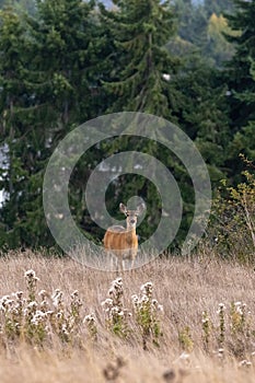 A single adult deer wandering around in tall grass