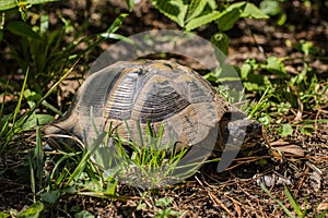 Single adult female of Hermann`s tortoise, Testudo hermanni