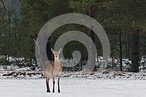 Single Adult Female Red Deer On Snowy Field At Pine Forest Background. European Wildlife Landscape With Snow And Deer Cervidae