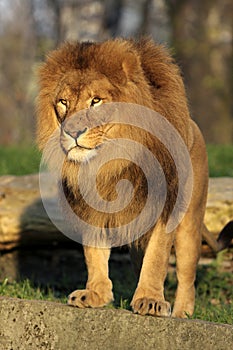 Single adult male Lion in zoological garden