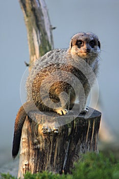 Single adult Meerkat in zoological garden