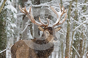 Single adult noble deer with big beautiful horns on snowy field on forest background. European wildlife landscape with snow and de