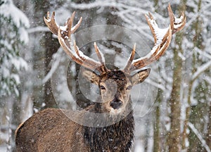 Single adult noble deer with big beautiful horns on snowy field,Looking at you. European wildlife landscape with snow and deer wit