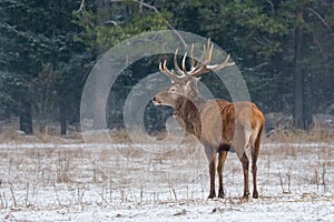 Single Adult Noble Red Deer With Big Beautiful Snow-Covered Horns On Snowy Field At Forest Background.European Wildlife Landscape