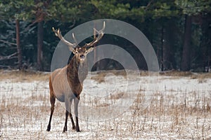 Single Adult Noble Red Deer With Big Beautiful Snow-Covered Horns On Snowy Field At Forest Background.European Wildlife Landscape photo