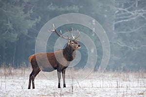 Single Adult Noble Red Deer Cervidae With Big Horns On Snowy Grass Field At Foggy Forest Background. European Wildlife Landsca photo