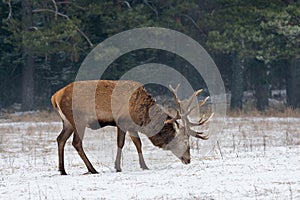 Single Adult Red Deer Stag Cervus Elaphus With Big Horns Feeding On Snowy Grass Field At Foggy Forest Background. European Wil