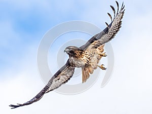 Single Adult Red Tailed Hawk In Flight