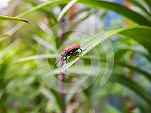 The single, adult scarlet lily beetle sitting on a green lily plant leaf blade in summer