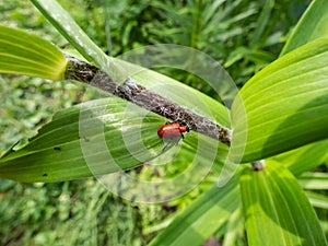 The single, adult scarlet lily beetle (Lilioceris lilii) sitting on a green lily plant leaf blade in garden