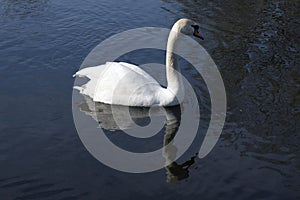 Single adult swans on the river