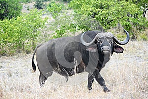 Single African Buffalo staring at tourist in Kruger Nation.