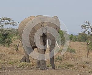 Single african elephant walking in the wild savannah of the Ol Pejeta Conservancy