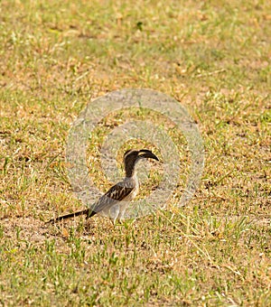 A single African Grey Hornbill in the grass