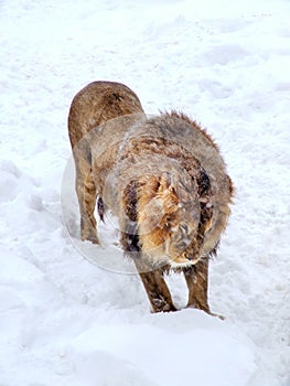 Single African Lion on snow.