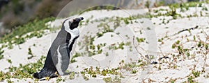 A single african penguin on a dune with grass at boulders beach South Africa