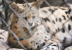 Single african serval cat or Leptailurus serval in cage background